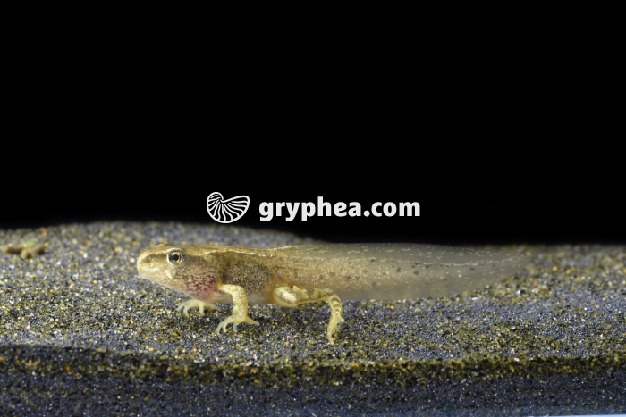 Grenouille rousse - Jeune grenouille avant métamorphose (Rana temporaria) - gryphea.com